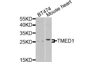 Western blot analysis of extracts of various cells, using TMED1 antibody. (TMED1 抗体)