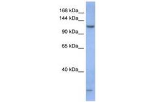 Image no. 1 for anti-Piwi-Like 1 (PIWIL1) (AA 71-120) antibody (ABIN6743059) (PIWIL1 抗体  (AA 71-120))