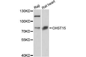 Western blot analysis of extracts of various cell lines, using CHST15 antibody (ABIN5996664) at 1:3000 dilution. (CHST15 抗体)