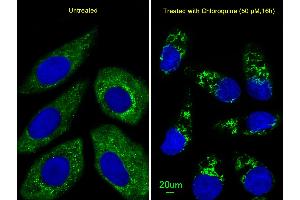 Immunofluorescent analysis of  cells, using ATG4D Antibody (ABIN659112 and ABIN2843757). (ATG4D 抗体)
