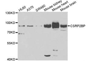 Western blot analysis of extracts of various cell lines, using CSRP2BP antibody. (CSRP2BP 抗体)