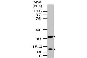 Image no. 1 for anti-Caspase 3 (CASP3) antibody (ABIN5027694) (Caspase 3 抗体)