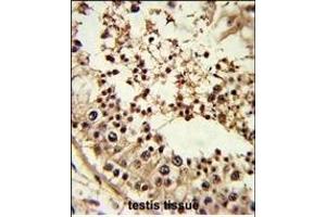 Formalin-fixed and paraffin-embedded human testis tissue reacted with TBP Antibody (Center), which was peroxidase-conjugated to the secondary antibody, followed by DAB staining. (TBP 抗体  (AA 210-239))
