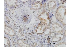 Immunoperoxidase of monoclonal antibody to ACTR2 on formalin-fixed paraffin-embedded human kidney. (ACTR2 抗体  (AA 1-394))