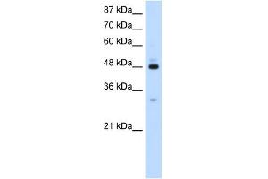 PAIP1 antibody used at 1.