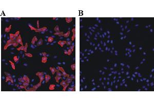 Immunofluorescent analysis for testing of Rabbit anti-chicken polyclonal antibody DyLight 549 conjugate as secondary antibody. (兔 anti-小鸡 IgY Antibody (DyLight 549))
