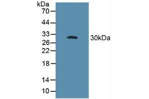 Western Blotting (WB) image for anti-Fc Fragment of IgG, Low Affinity IIIa, Receptor (CD16a) (FCGR3A) (AA 26-108) antibody (ABIN7433372)