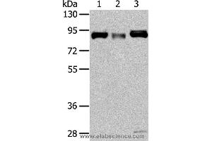 Western blot analysis of Human fetal muscle and fetal brain tissue, hela cell, using CUL4A Polyclonal Antibody at dilution of 1:325 (Cullin 4A 抗体)