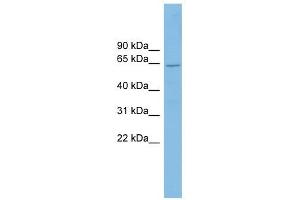 Cryptochrome 2 antibody used at 1 ug/ml to detect target protein. (CRY2 抗体)