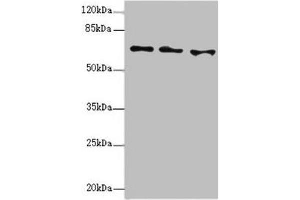 EYA3 antibody  (AA 1-300)