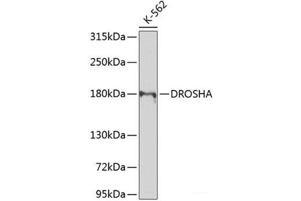 DROSHA antibody