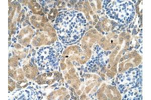 TM9SF1 antibody was used for immunohistochemistry at a concentration of 4-8 ug/ml to stain Epithelial cells of renal tubule (arrows) in Human Kidney. (TM9SF1 抗体  (N-Term))