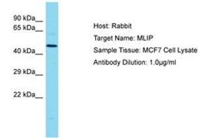 Image no. 1 for anti-Muscular LMNA-Interacting Protein (MLIP) (AA 194-243) antibody (ABIN6750721) (MLIP 抗体  (AA 194-243))
