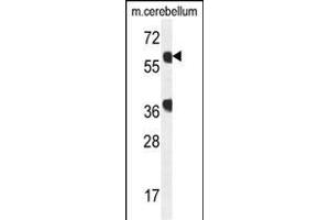 GTPBP2 Antibody (C-term) (ABIN654178 and ABIN2844034) western blot analysis in mouse cerebellum tissue lysates (35 μg/lane).