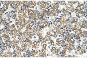 Immunohistochemical staining (Formalin-fixed paraffin-embedded sections) of human liver with GOT2 polyclonal antibody  at 4-8 ug/mL working concentration. (GOT2 抗体  (C-Term))