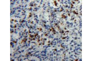 Used in DAB staining on fromalin fixed paraffin-embedded spleen tissue (HPSE 抗体  (AA 27-101))