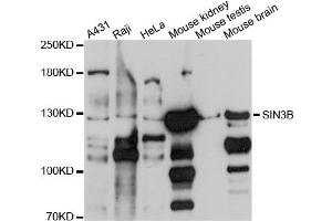 Western blot analysis of extracts of various cells, using SIN3B antibody. (SIN3B 抗体)