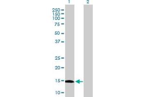 Western Blot analysis of GLIPR2 expression in transfected 293T cell line by GLIPR2 MaxPab polyclonal antibody. (GLIPR2 抗体  (AA 1-154))
