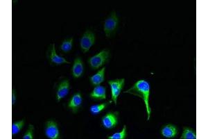 Immunofluorescent analysis of A549 cells using ABIN7164574 at dilution of 1:100 and Alexa Fluor 488-congugated AffiniPure Goat Anti-Rabbit IgG(H+L)