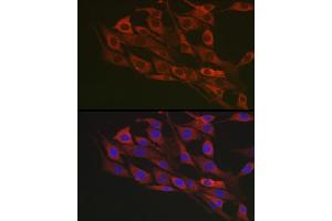 Immunofluorescence analysis of NIH/3T3 cells using Flotillin 1 Rabbit pAb (ABIN6127929, ABIN6140683, ABIN6140684 and ABIN6221813) at dilution of 1:100 (40x lens). (Flotillin 1 抗体  (AA 128-427))