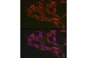 Immunofluorescence analysis of NIH/3T3 cells using Flotillin 1 Rabbit pAb (ABIN6127929, ABIN6140683, ABIN6140684 and ABIN6221813) at dilution of 1:100 (40x lens). (Flotillin 1 抗体  (AA 128-427))