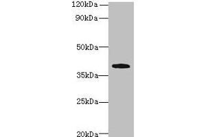 Western blot All lanes: PRPSAP1 antibody at 4 μg/mL + Hela whole cell lysate Secondary Goat polyclonal to rabbit IgG at 1/10000 dilution Predicted band size: 40, 43 kDa Observed band size: 40 kDa (PRPSAP1 抗体  (AA 1-240))
