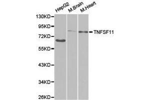 Western Blotting (WB) image for anti-Tumor Necrosis Factor (Ligand) Superfamily, Member 11 (TNFSF11) antibody (ABIN1875141) (RANKL 抗体)