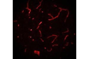 Immunostaining of a cryosection from rat brain. (Caveolin-1 抗体  (AA 1-17))