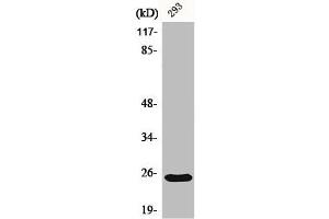 Western Blot analysis of 293 cells using Bak Polyclonal Antibody (BAK1 抗体  (N-Term))