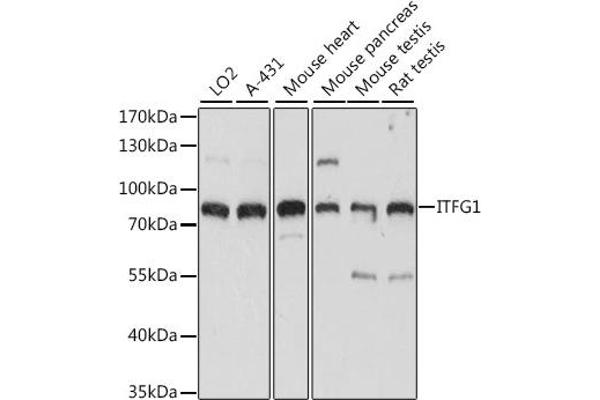 ITFG1 antibody  (AA 313-612)