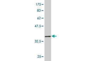 Western Blot detection against Immunogen (36.