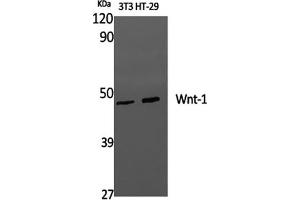 Western Blot analysis of 3T3, HT-29 cells using WNT1 Polyclonal Antibody at dilution of 1:1000. (WNT1 抗体)