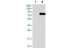 Western blot analysis of Lane 1: Negative control (vector only transfected HEK293T lysate), Lane 2: Over-expression Lysate (Co-expressed with a C-terminal myc-DDK tag (~3. (KIAA0020 抗体)