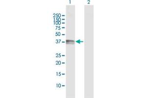 Western Blot analysis of CD1B expression in transfected 293T cell line by CD1B MaxPab polyclonal antibody. (CD1b 抗体  (AA 1-333))