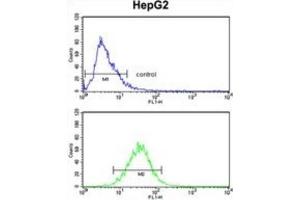 Flow Cytometry (FACS) image for anti-Aminomethyltransferase (AMT) antibody (ABIN3002783) (Aminomethyltransferase 抗体)