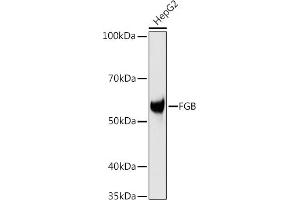Western blot analysis of extracts of HepG2 cells, using FGB antibody (ABIN3021949, ABIN3021950, ABIN3021951 and ABIN6218213) at 1:1000 dilution. (Fibrinogen beta Chain 抗体  (AA 202-491))