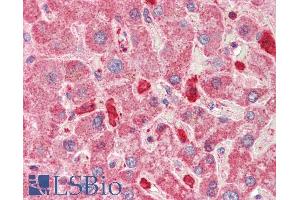 ABIN5539647 (5µg/ml) staining of paraffin embedded Human Liver. (KNG1 抗体  (Internal Region))