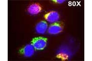 Isolated monocytes were stained with Lysotrack red followed by staining with Rabbit antibody to human myeloperoxidase (MPO): IgG (3µg/ml) for 1 hour at room temperature, washed and  followed by staining with goat anti-rabbit antibody conjugated to Alexa 488 (Green) for 1 hr. (Myeloperoxidase 抗体)