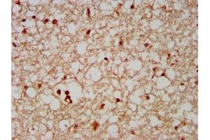 IHC image of ABIN7152338 diluted at 1:500 and staining in paraffin-embedded human brain tissue performed on a Leica BondTM system. (SERF2 抗体  (AA 107-224))