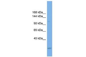 WB Suggested Anti-USP37 Antibody Titration: 0. (USP37 抗体  (Middle Region))
