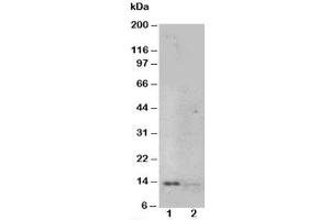 Western blot testing of NGF antibody and Lane 1:  recombinant human protein 10ng;  2: 5ng (Nerve Growth Factor 抗体  (N-Term))