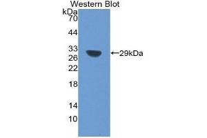 Western Blotting (WB) image for anti-Sirtuin 1 (SIRT1) (AA 238-482) antibody (ABIN3203820) (SIRT1 抗体  (AA 238-482))