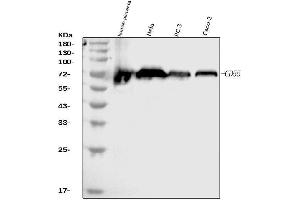 Western blot analysis of CD55 using anti-CD55 antibody (ABIN7601423).