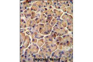 SEL1L antibody immunohistochemistry analysis in formalin fixed and paraffin embedded human pancreas tissue followed by peroxidase conjugation of the secondary antibody and DAB staining. (SEL1L 抗体  (AA 156-182))