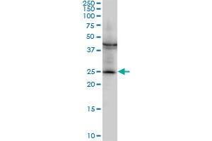 Western Blotting (WB) image for anti-Glutathione S-Transferase mu 2 (Muscle) (GSTM2) (AA 90-189) antibody (ABIN516230)