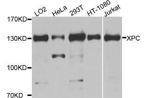 Western blot analysis of extracts of various cell lines, using XPC antibody. (XPC 抗体)