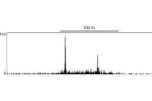 ChIP DNA-Sequencing (ChIP-seq) image for anti-DOT1-Like, Histone H3 Methyltransferase (S. Cerevisiae) (DOT1L) (AA 1000-1050) antibody (ABIN7454698) (DOT1L 抗体  (AA 1000-1050))