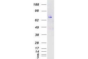 Western Blotting (WB) image for Mitogen-Activated Protein Kinase 7 (MAPK7) (Transcript Variant 3) protein (Myc-DYKDDDDK Tag) (ABIN2725433)