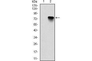 Western blot analysis using BMI1 mAb against HEK293 (1) and BMI1-hIgGFc transfected HEK293 (2) cell lysate. (BMI1 抗体)