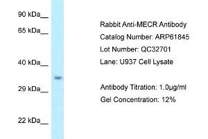Western Blotting (WB) image for anti-Mitochondrial Trans-2-Enoyl-CoA Reductase (MECR) (C-Term) antibody (ABIN971129) (MECR 抗体  (C-Term))